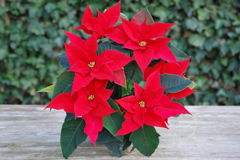 red poinsettia preview