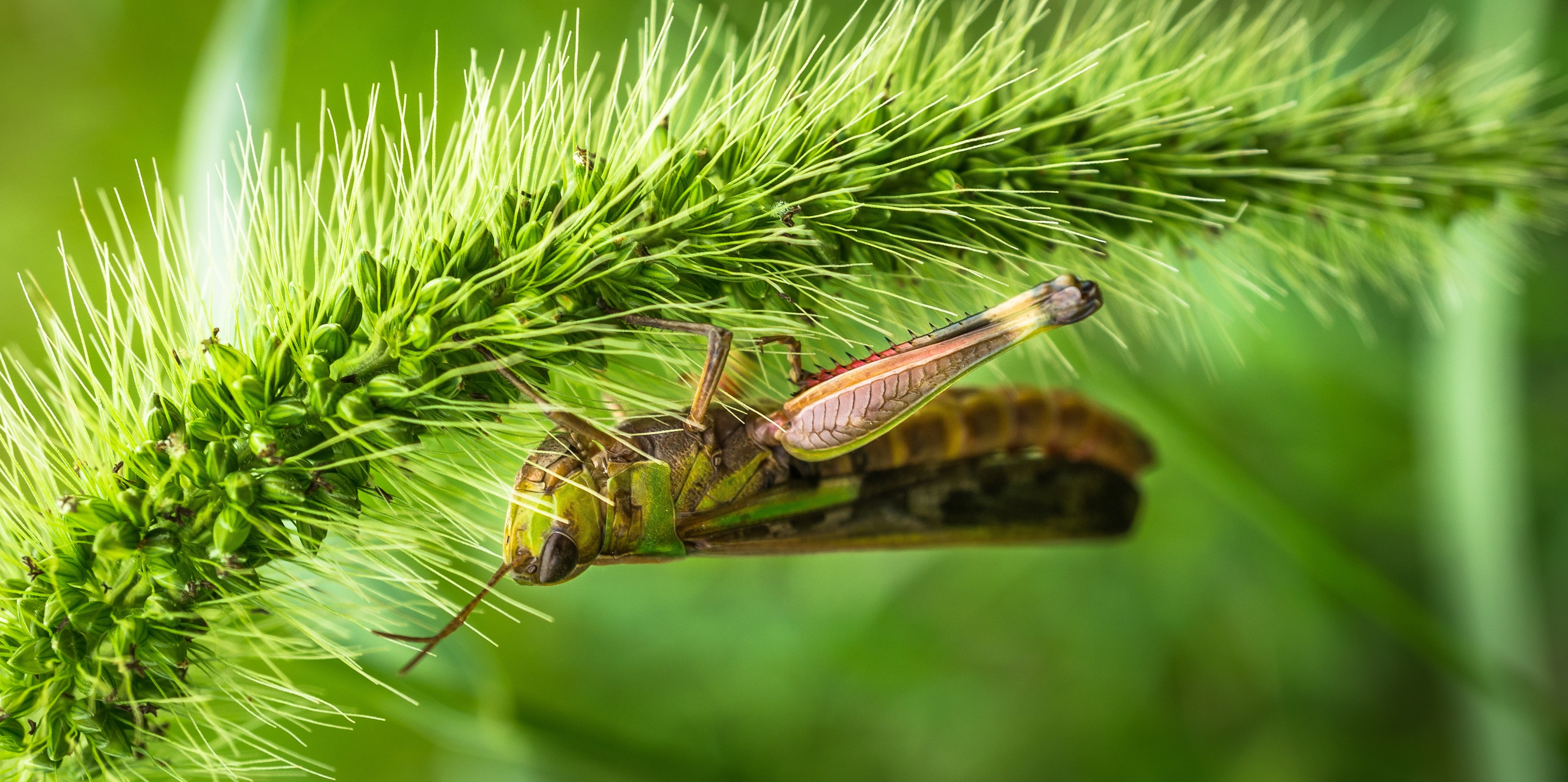 green and brown grasshopper