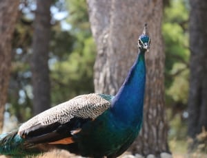 blue and brown peacock thumbnail