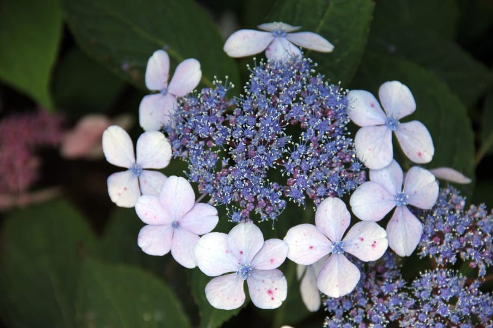 full bloomed blue petaled flower preview