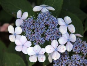 full bloomed blue petaled flower thumbnail