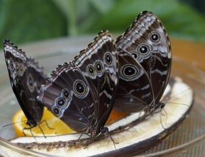 3 black and gray butterflies thumbnail