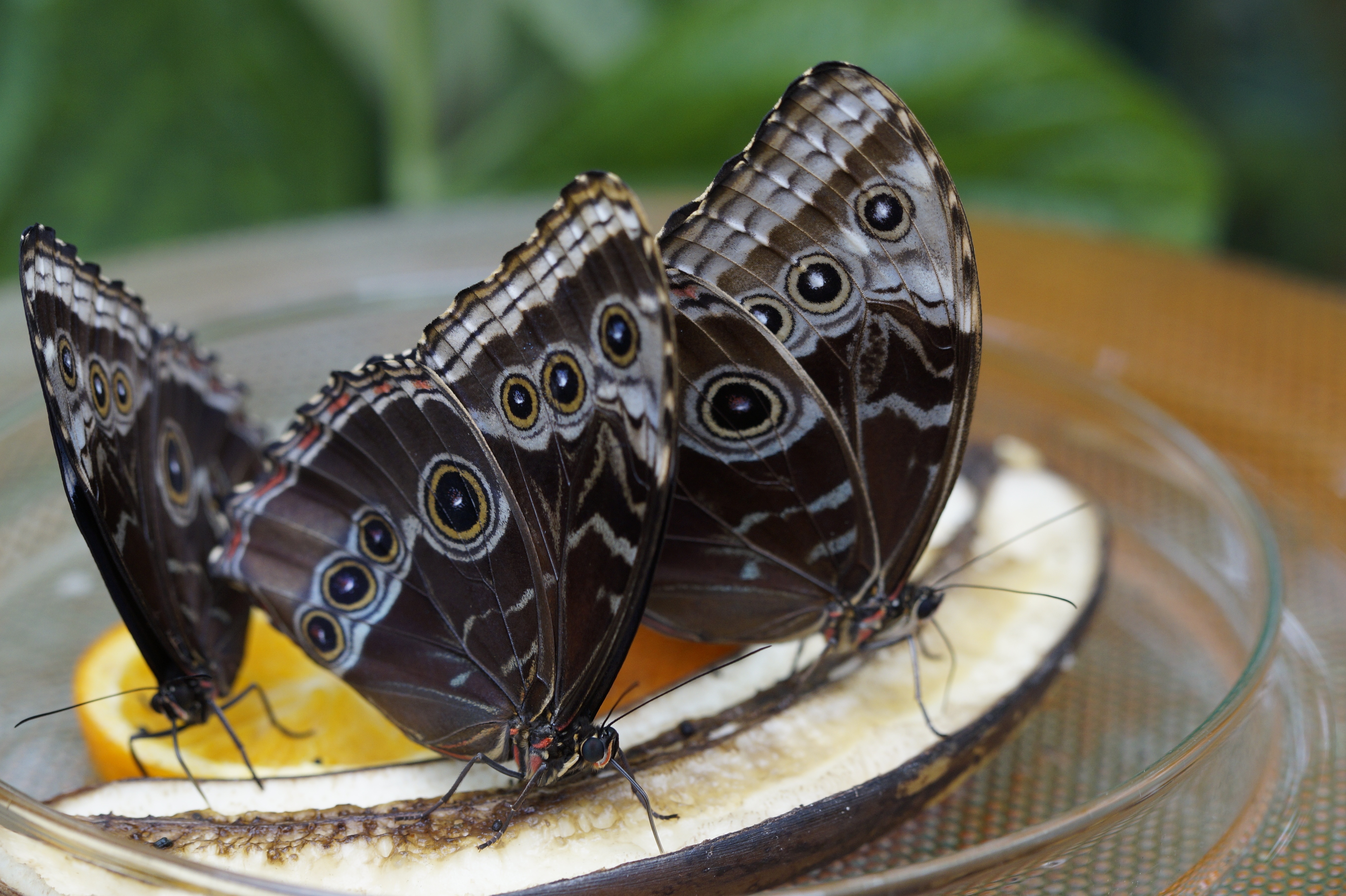 3 black and gray butterflies