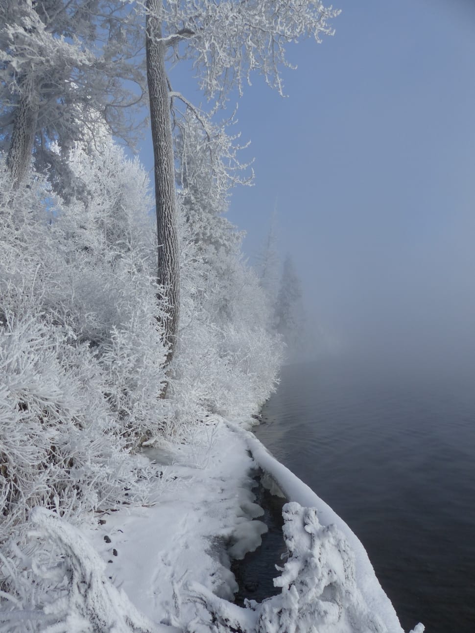 tree covered in snow preview