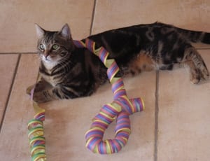 black and grey short fur cat; yellow, red and blue ribbon thumbnail