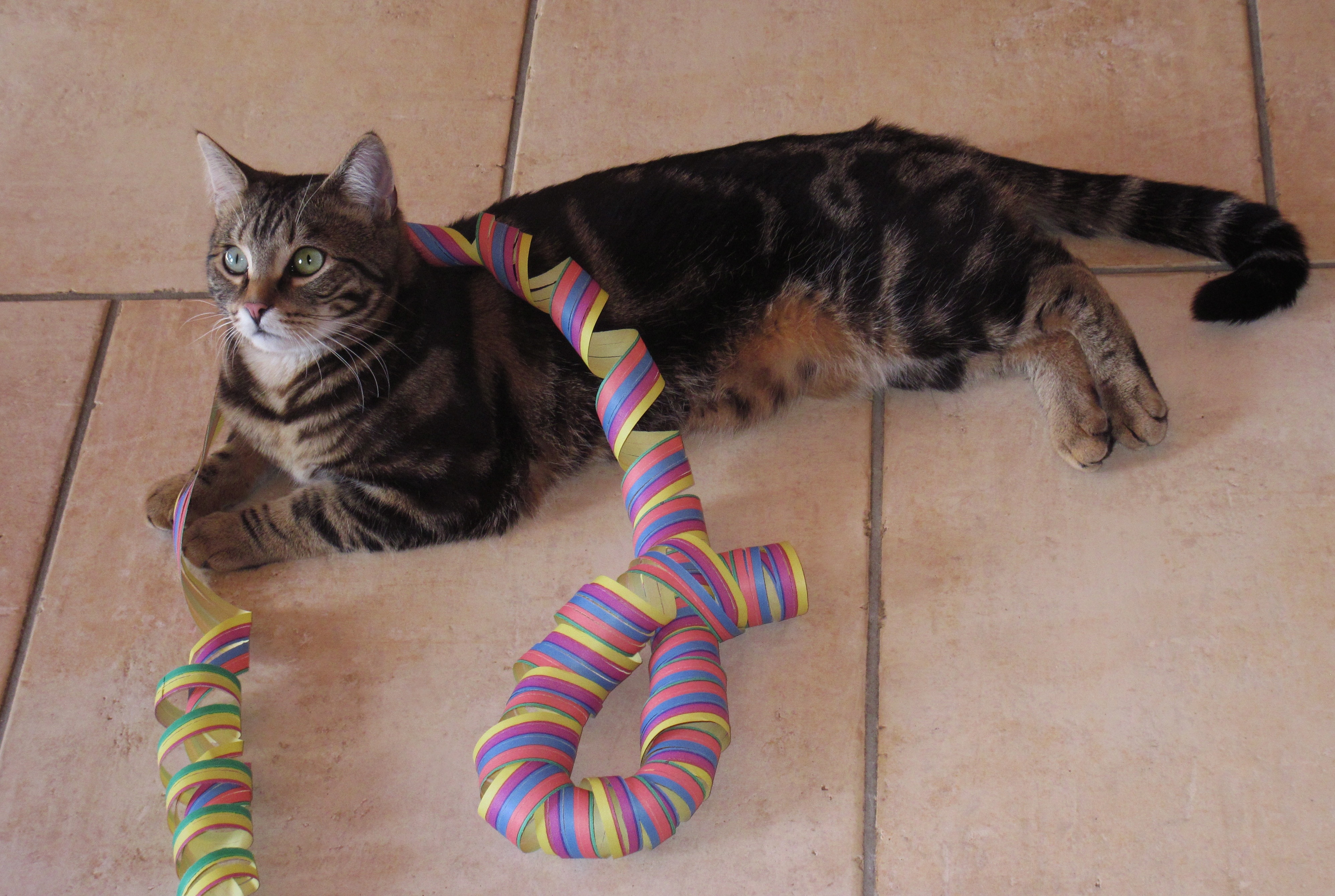 black and grey short fur cat; yellow, red and blue ribbon