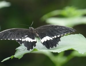 black and white butterfly on leaf thumbnail