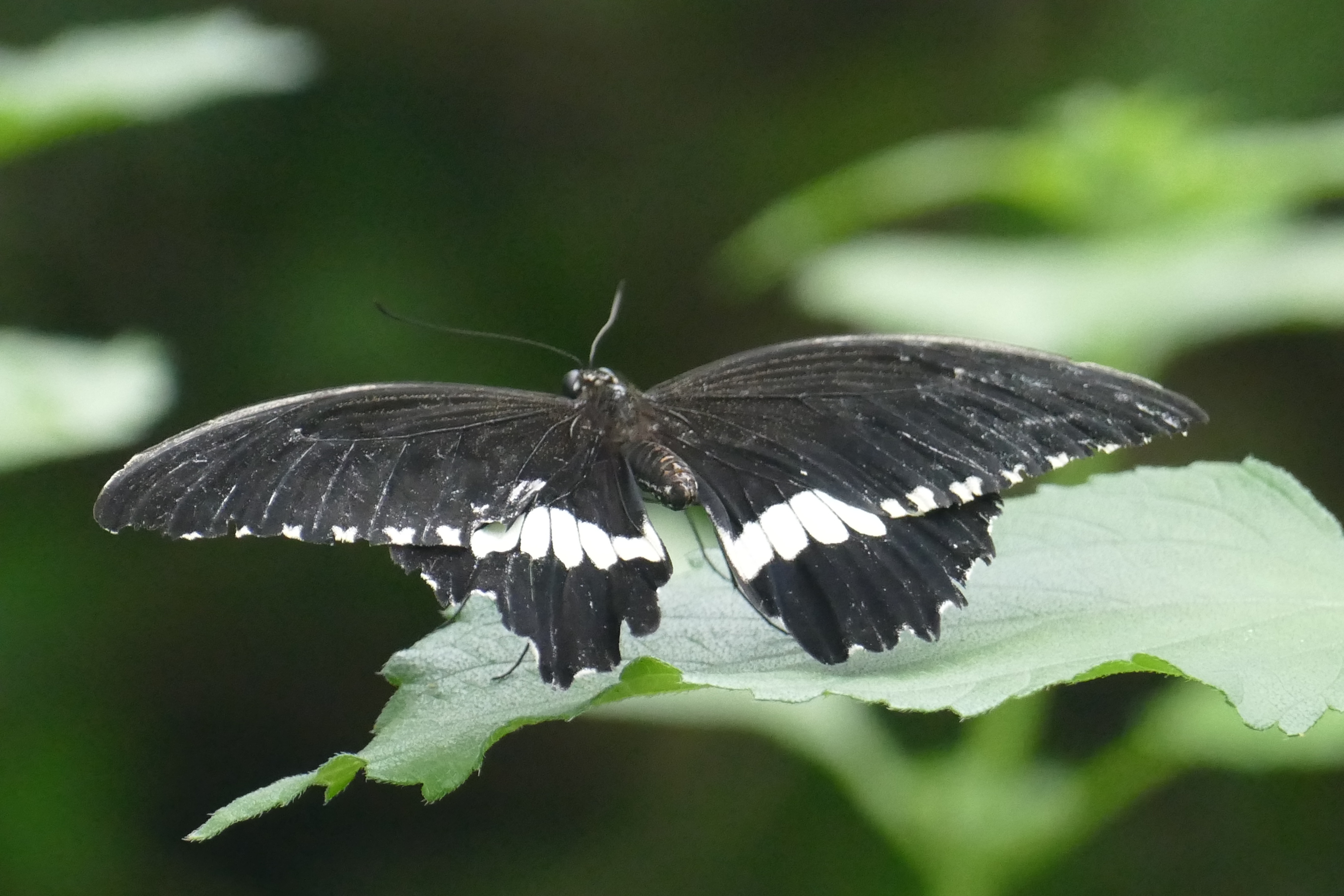 black and white butterfly on leaf