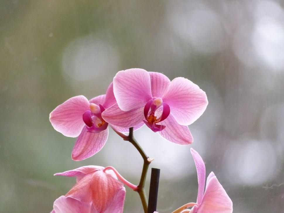 pink moth orchid preview