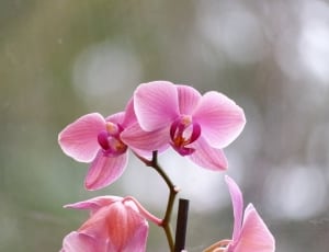 pink moth orchid thumbnail