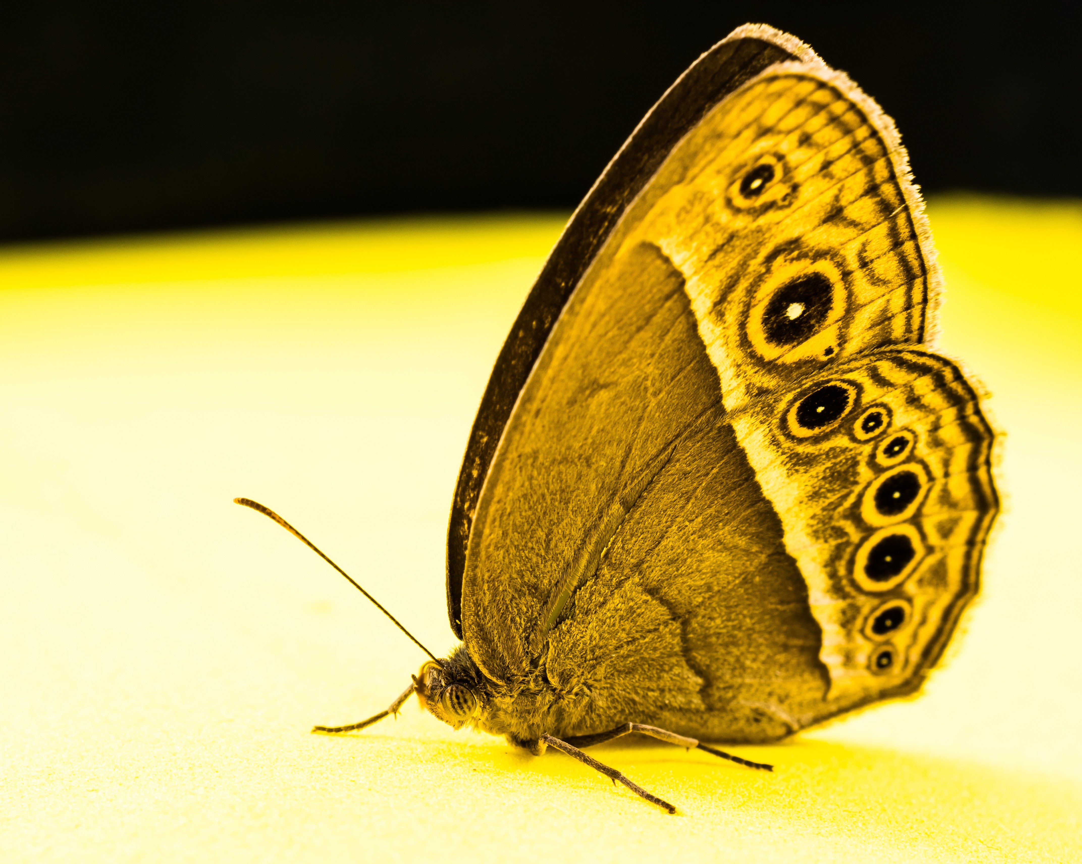 common buckeye butterfly