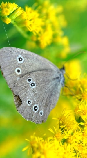 grey and black butterfly thumbnail