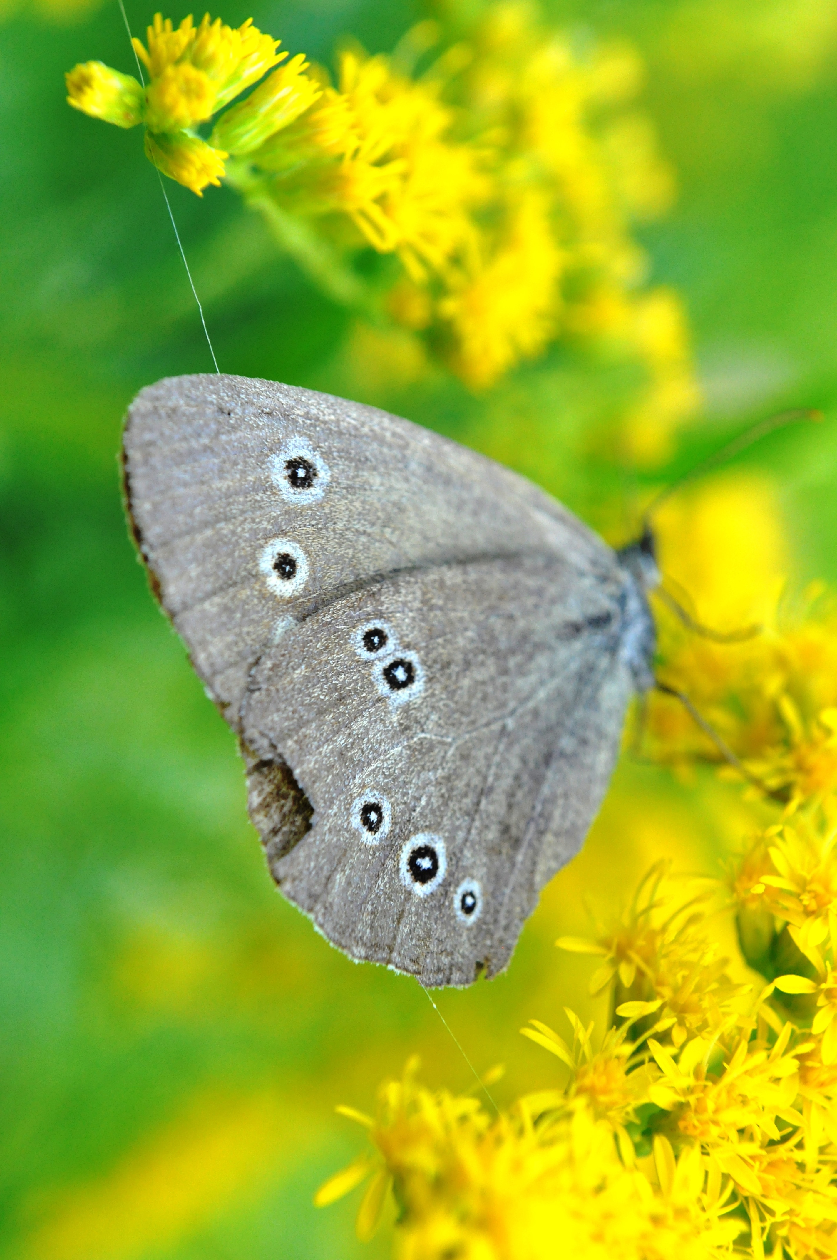 grey and black butterfly