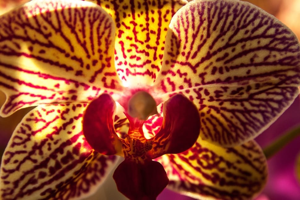 yellow and red orchid preview