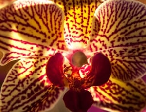 yellow and red orchid thumbnail