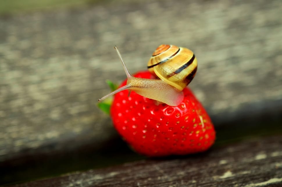 brown snail on strawberry preview