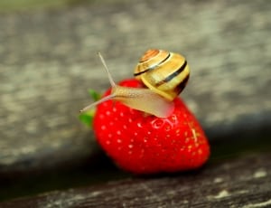 brown snail on strawberry thumbnail