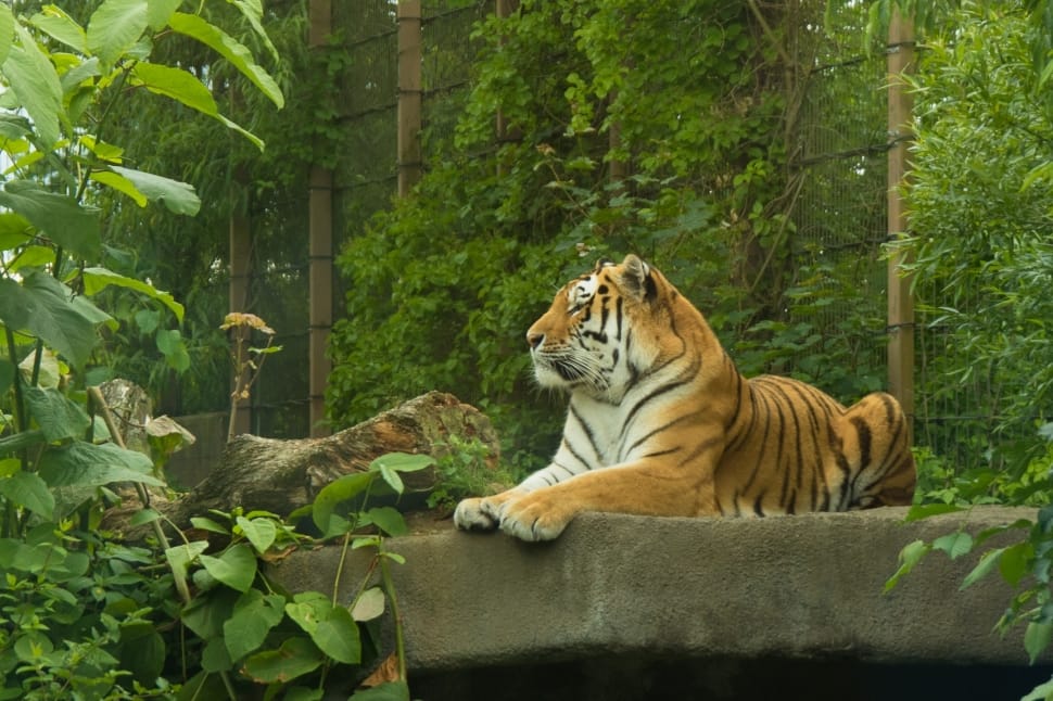 white and orange tiger preview