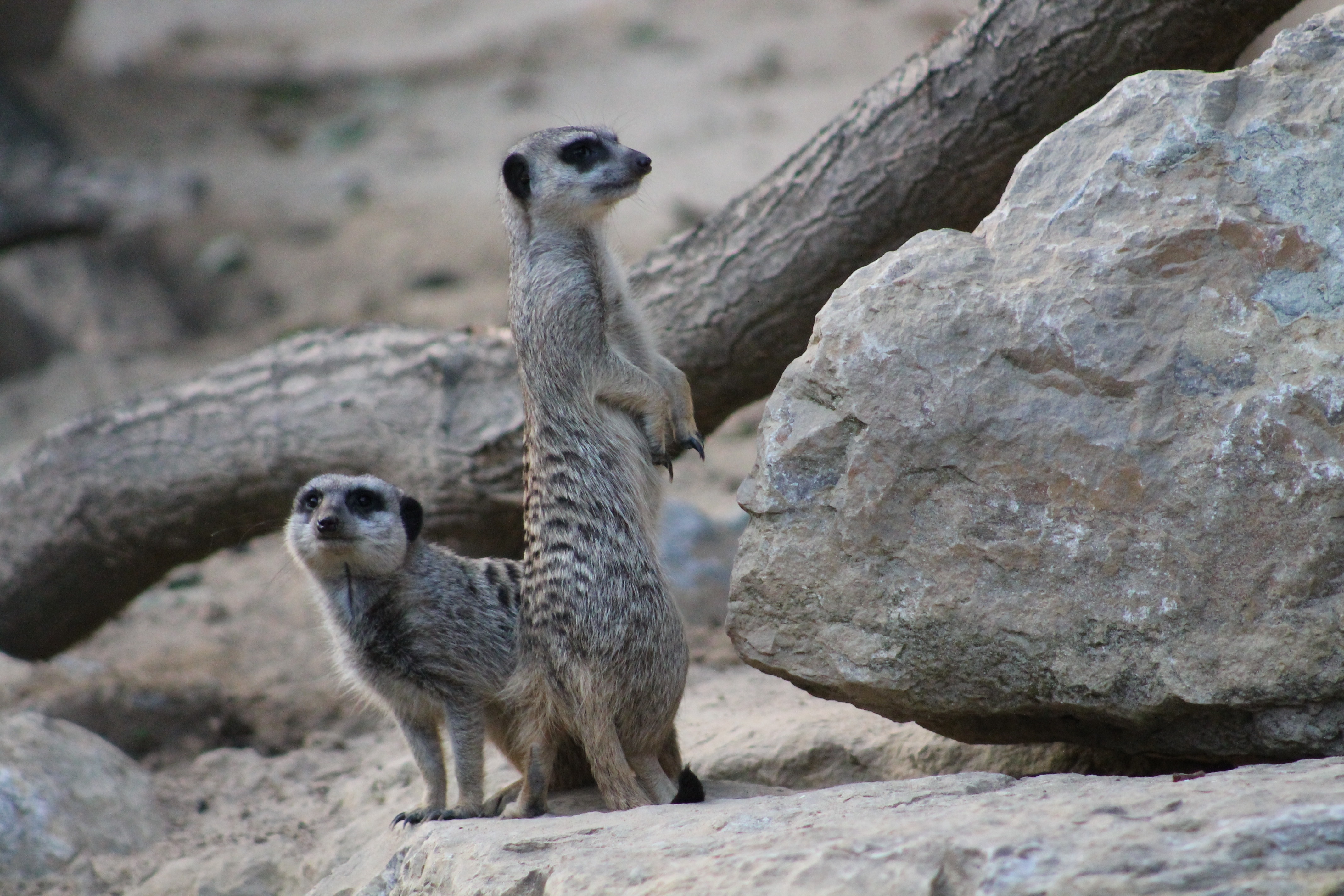 two Meerkats