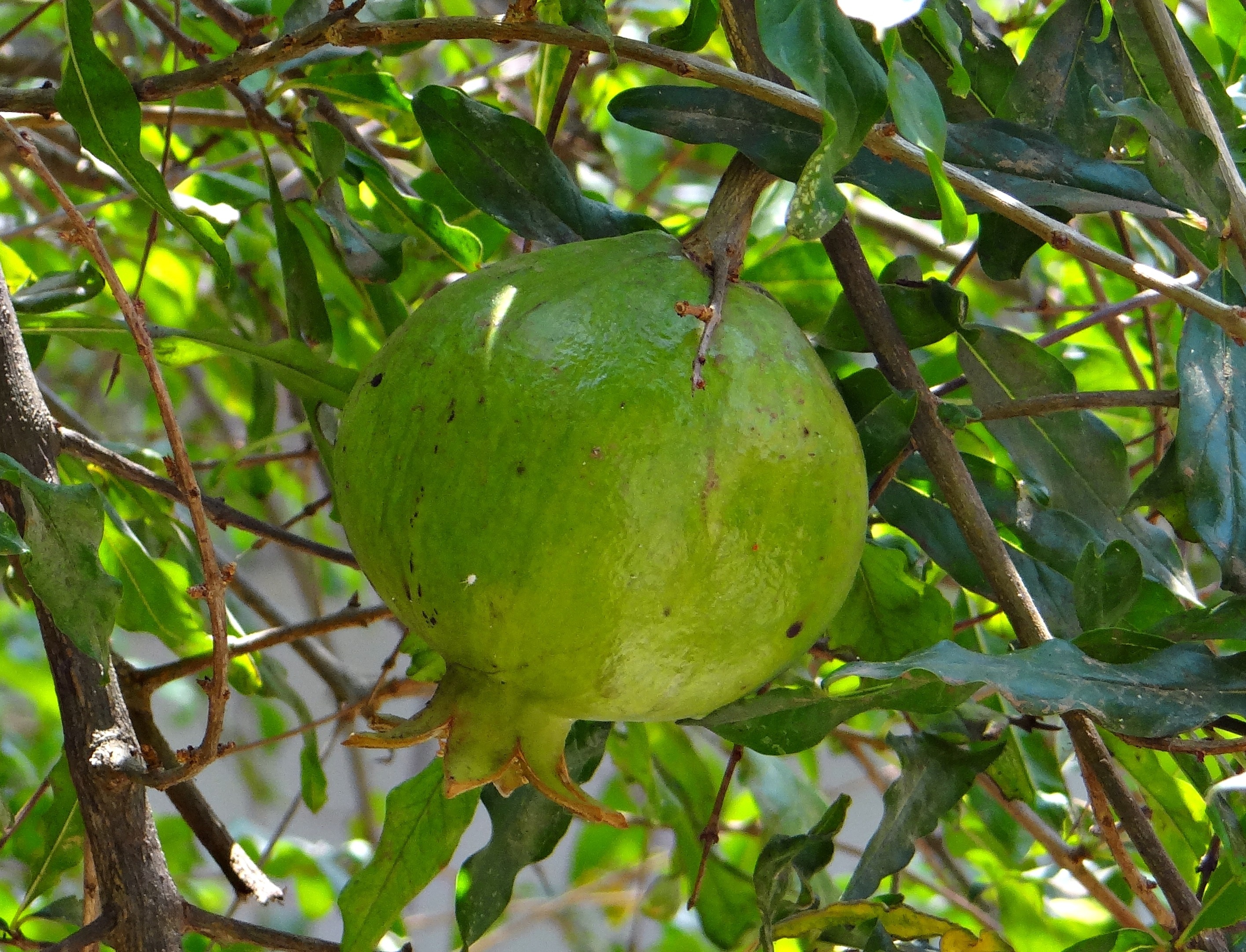 green pomegranate