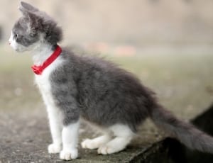 gray and white short fur kitten thumbnail