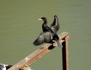 black feathered bird on brown wooden plank thumbnail