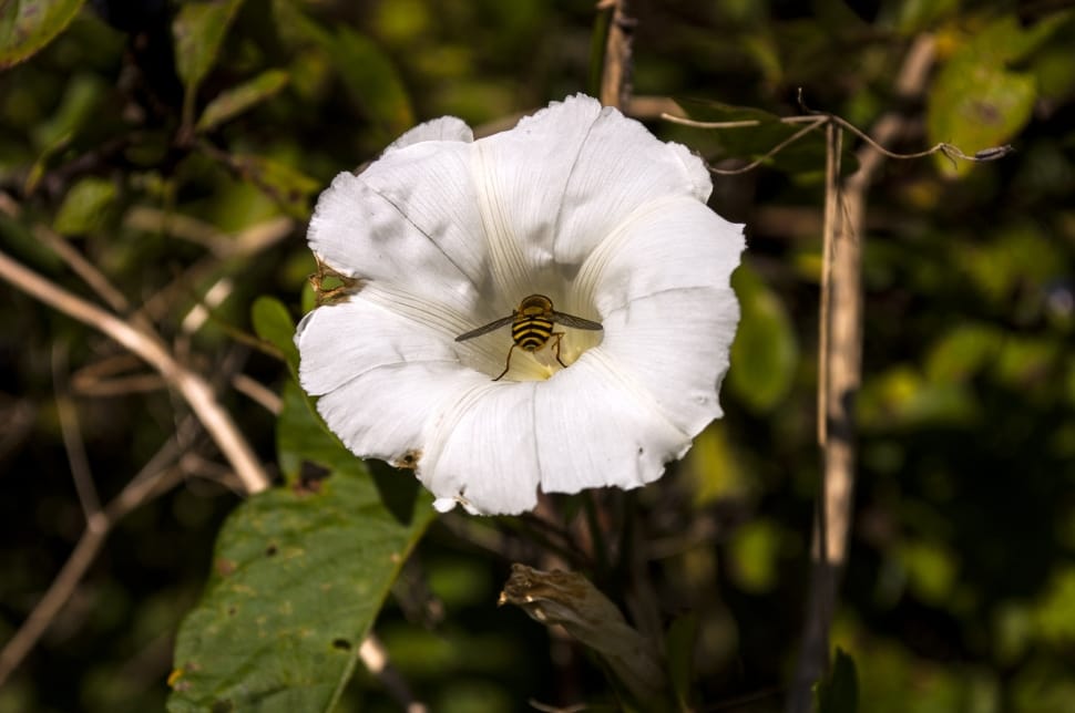 white petaled flower and hoverfly preview