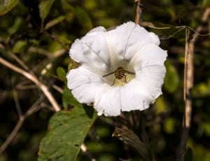 white petaled flower and hoverfly thumbnail
