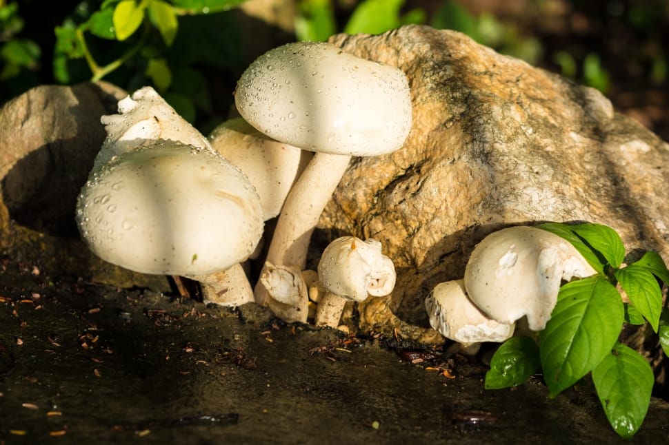 4 white mushroom preview