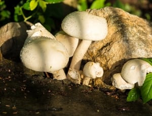 4 white mushroom thumbnail