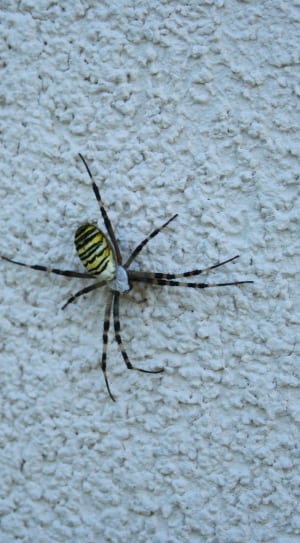 black and yellow 8 legged spider thumbnail