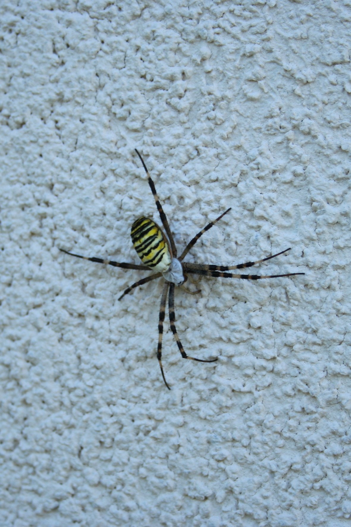 black and yellow 8 legged spider