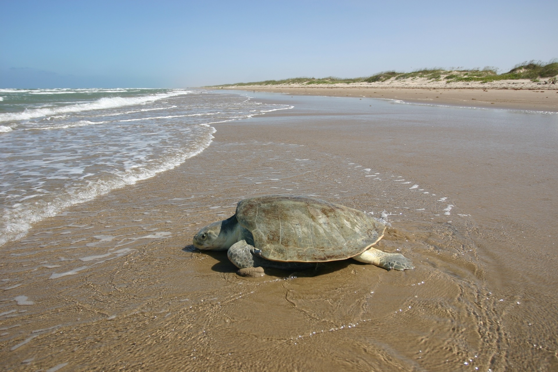 gray and brown sea turtle
