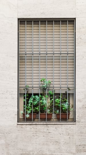 three green plants on window thumbnail