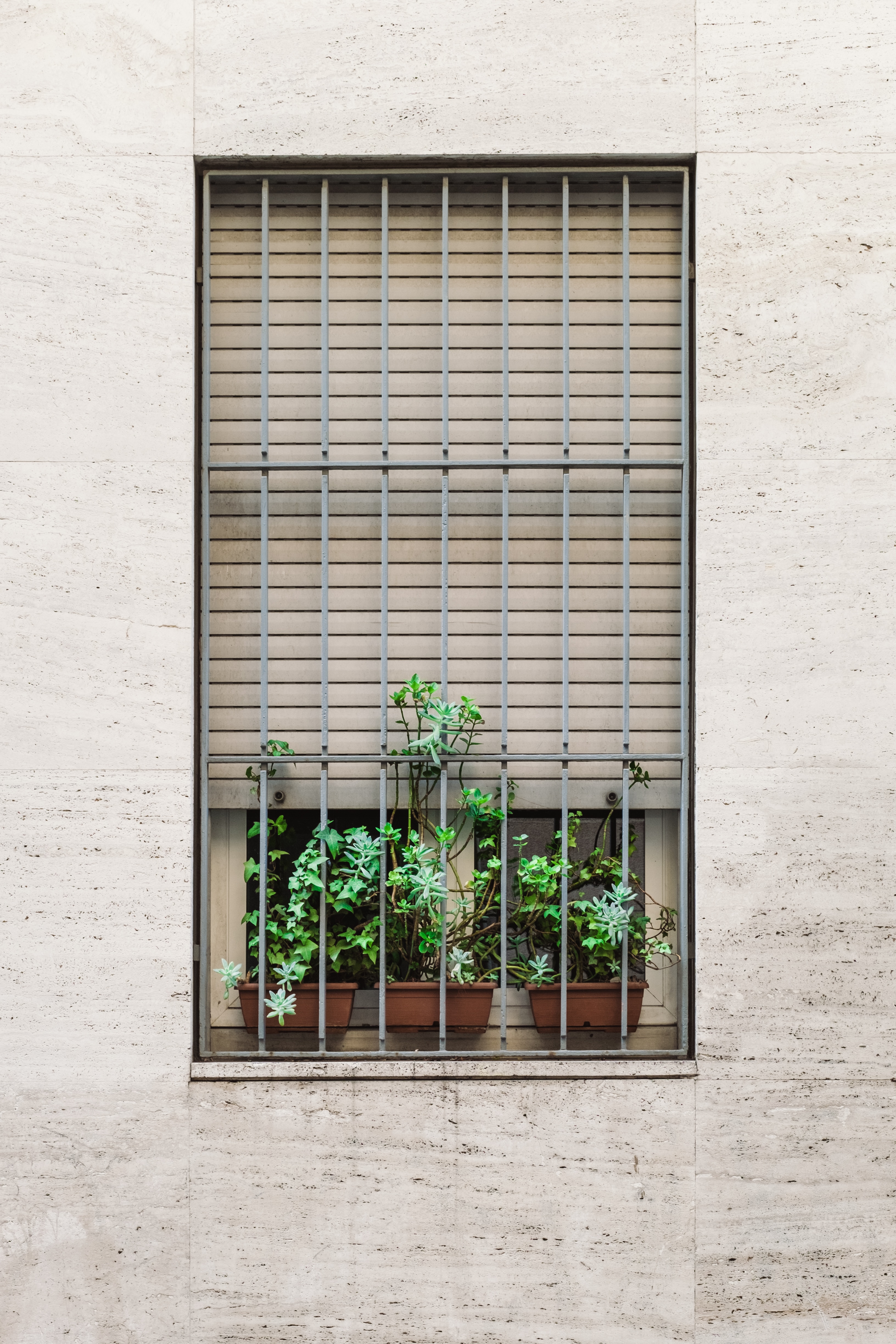 three green plants on window
