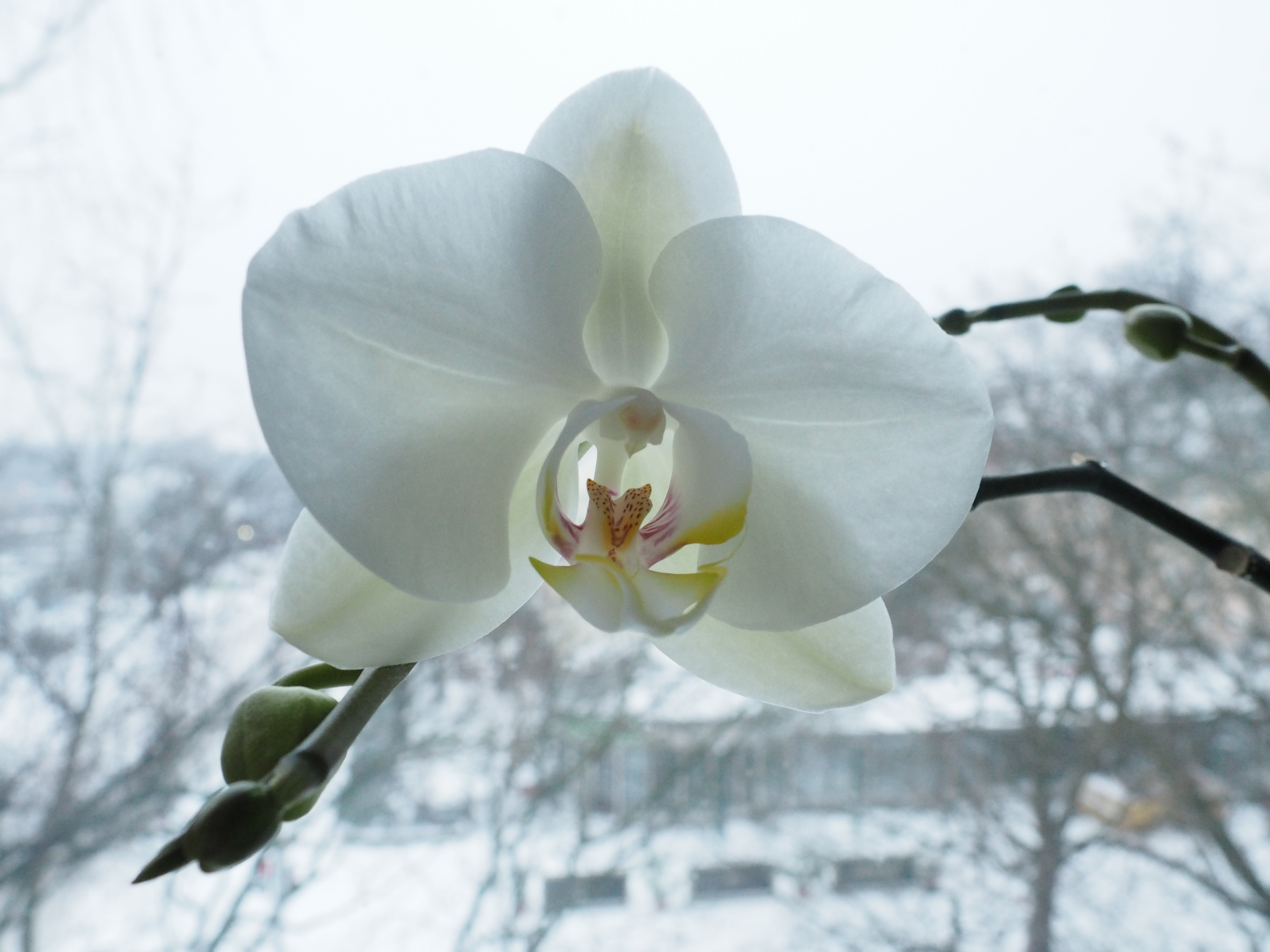 white moth orchid