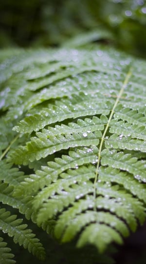 close-up photography of green leaf plant thumbnail