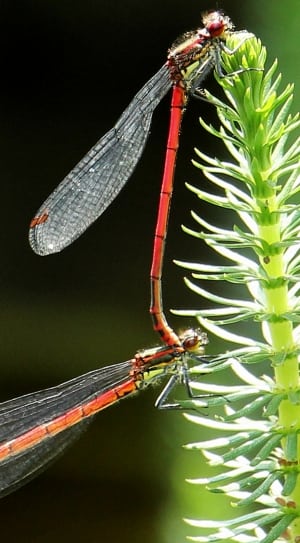 2 red dragonfly thumbnail