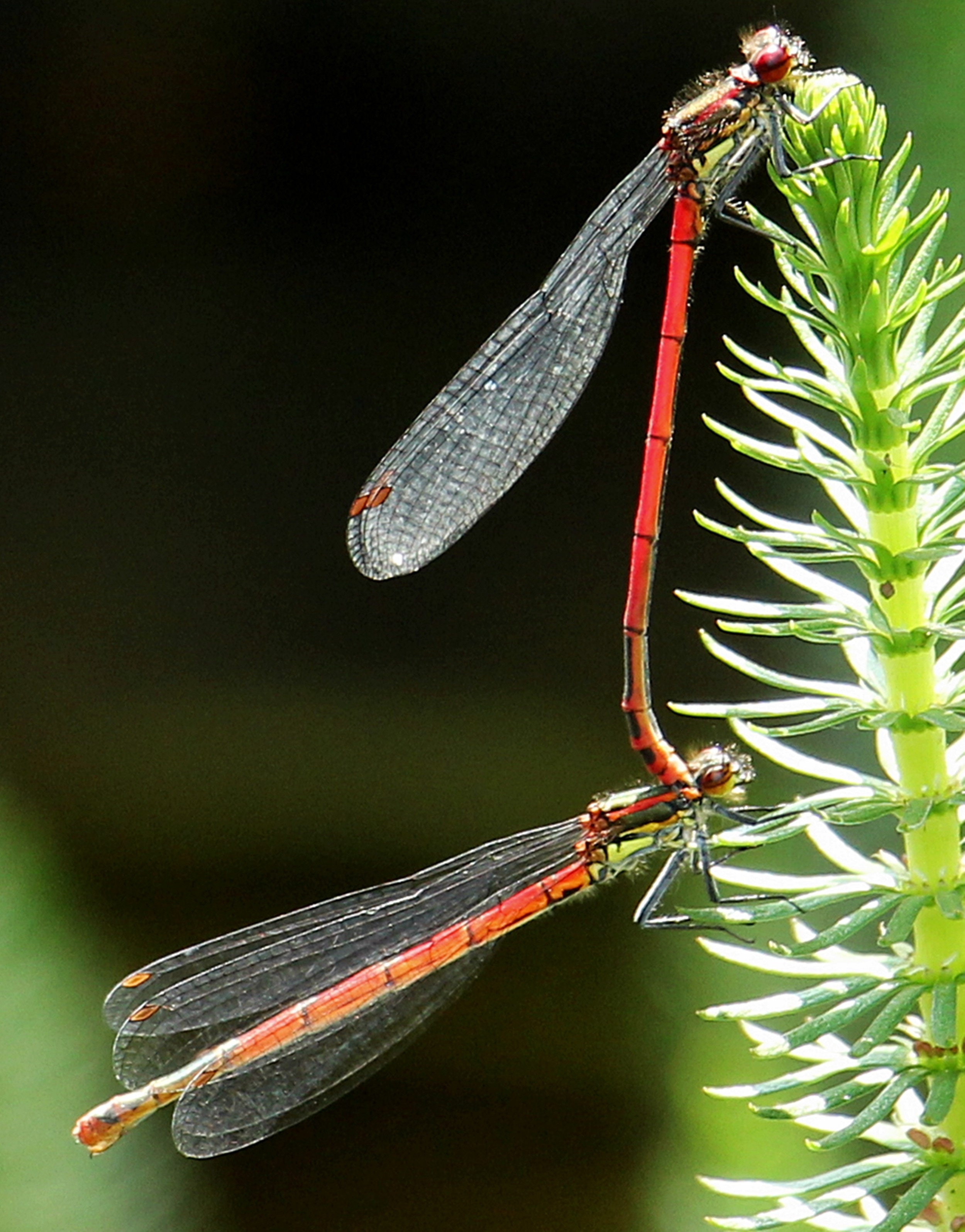 2 red dragonfly