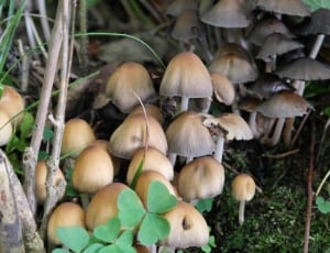 brown and black mushrooms thumbnail