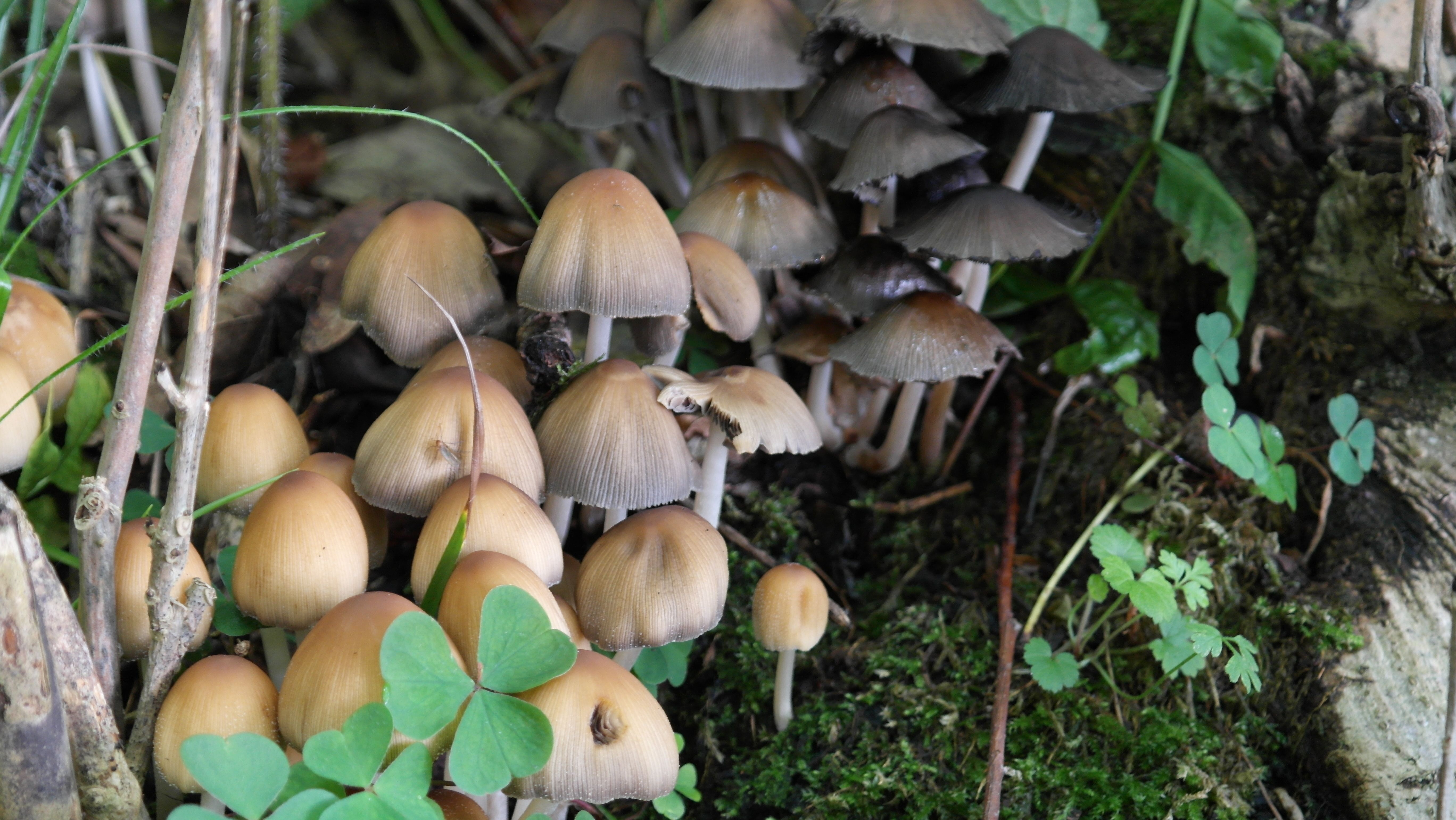brown and black mushrooms