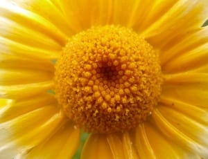 yellow flower nectar thumbnail