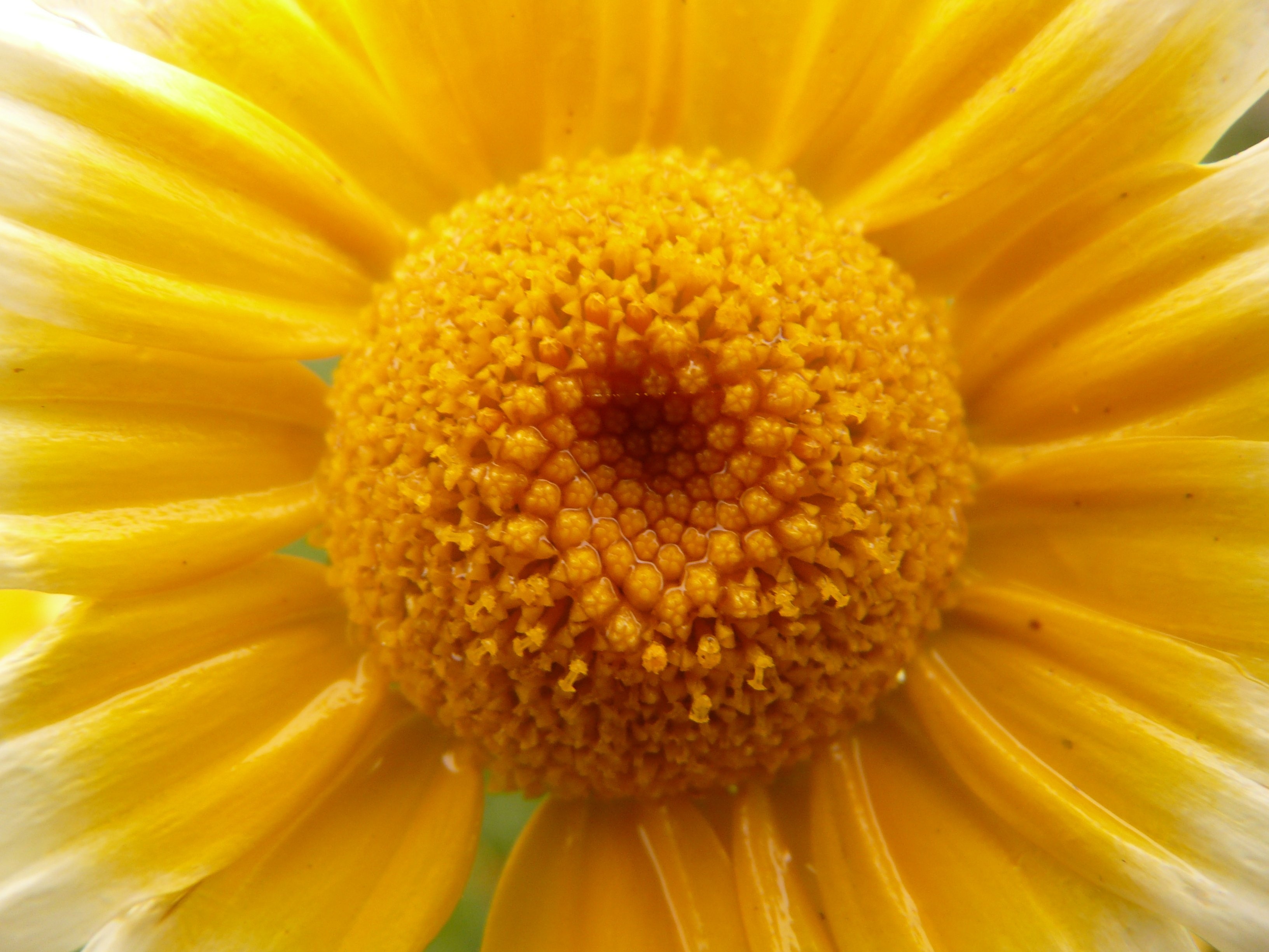 yellow flower nectar