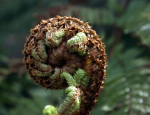 brown and green fern thumbnail
