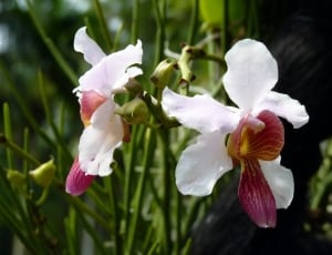 white purple orchid thumbnail