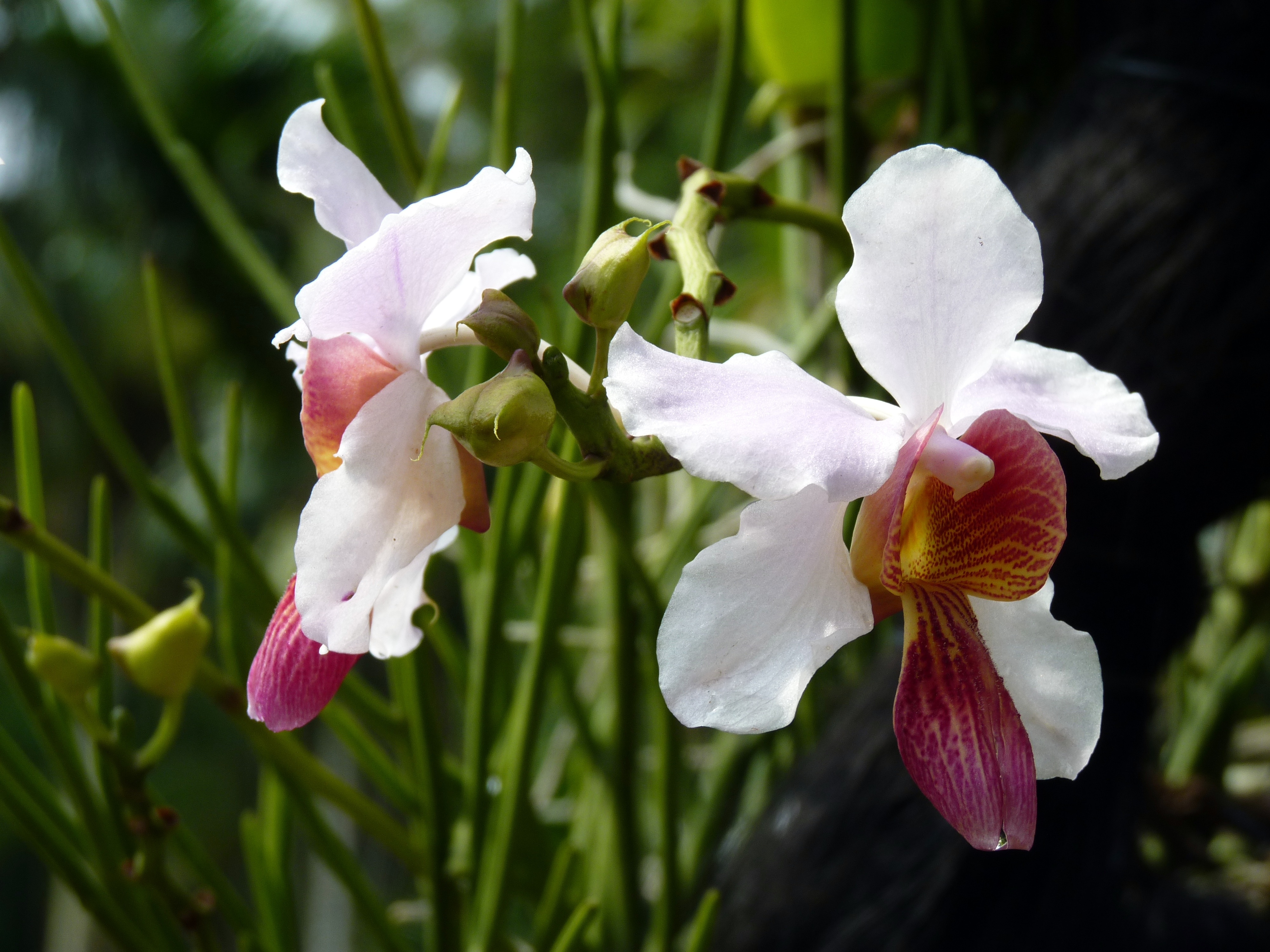 white purple orchid