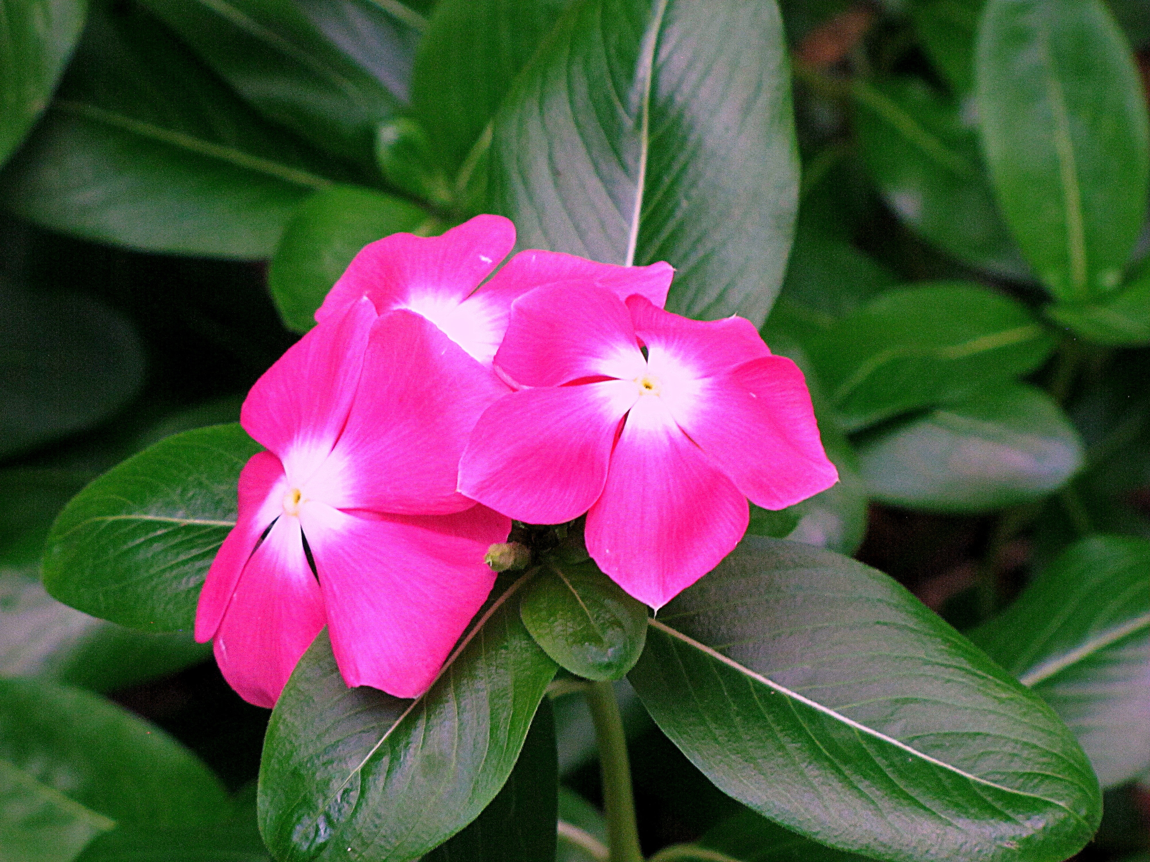 white and pink petaled flower