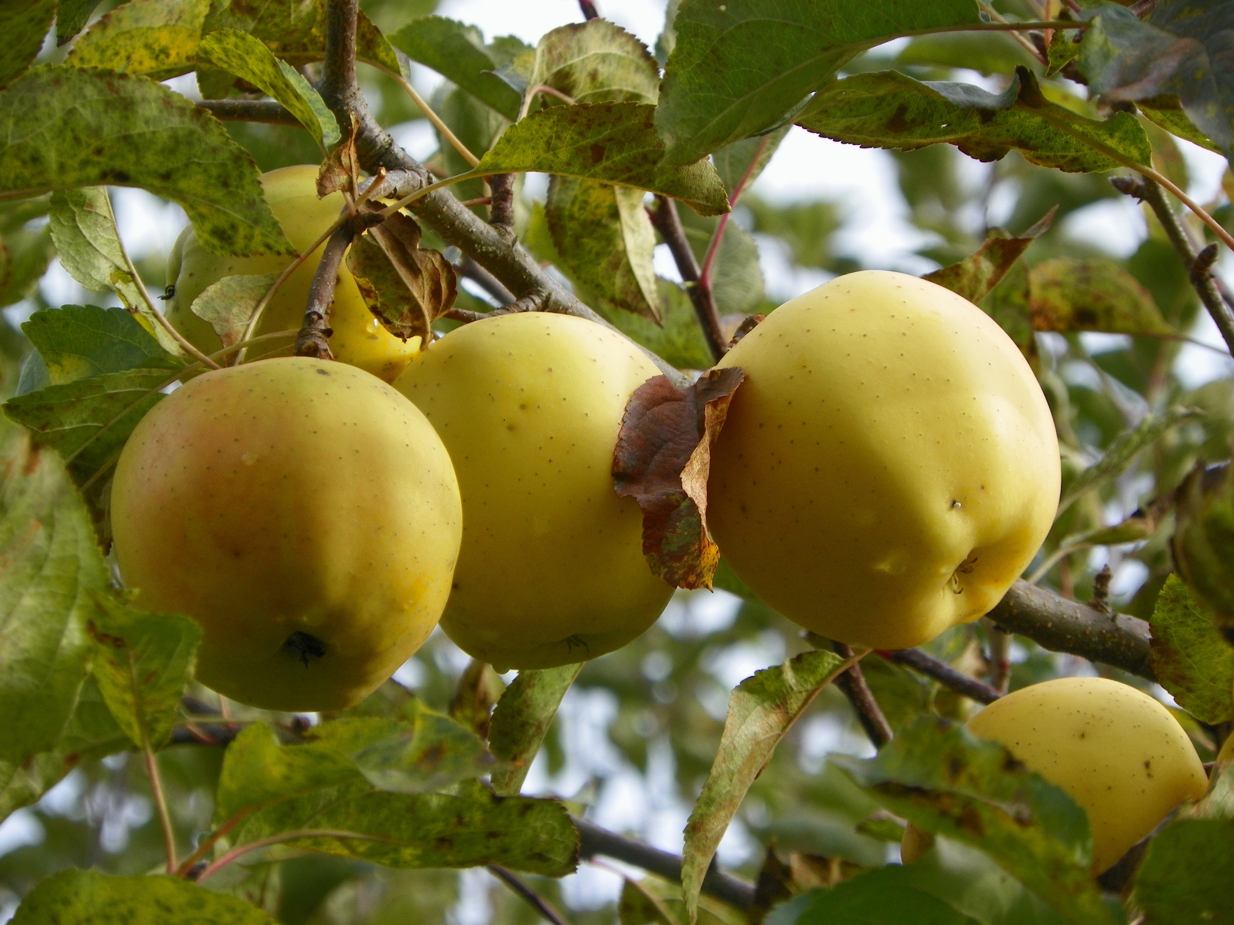Фото яблони голден. Голд Раш яблоня. Голден Делишес сорта яблони. Сорт яблок Голден Делишес. Карликовая яблоня Голден Делишес.