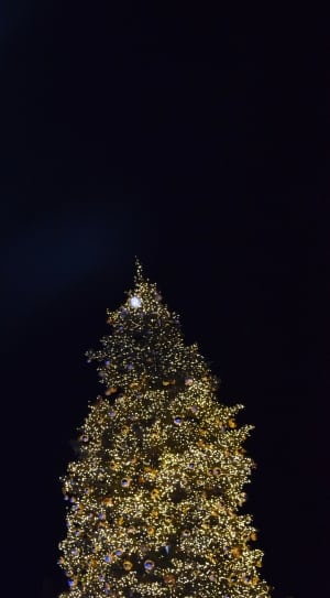 christmas tree thumbnail