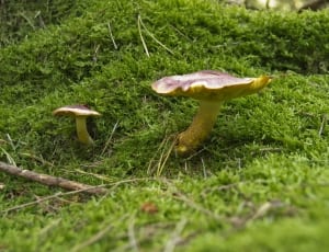 close up photo of brown mushroom thumbnail